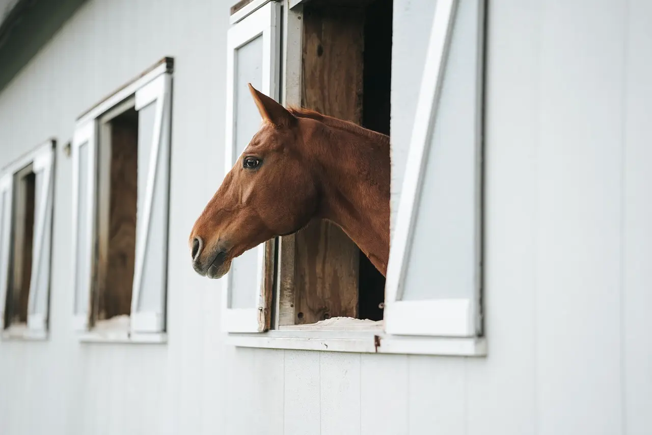 Hest ved staldvindue