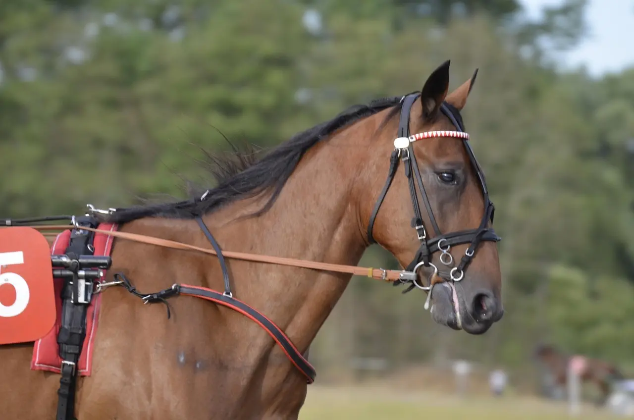 Travhest med startnummer